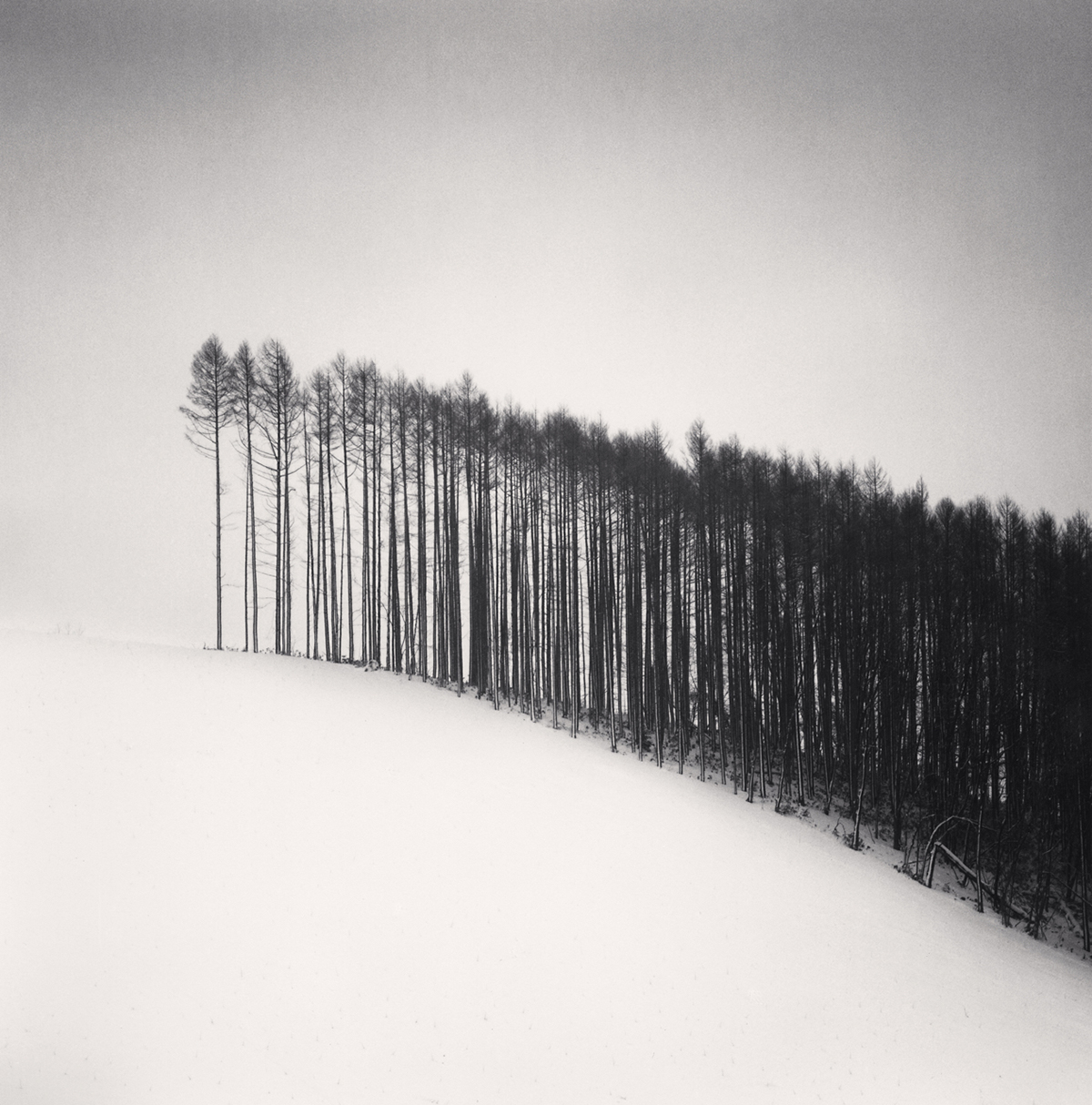 Michael Kenna, 'Forest Edge'