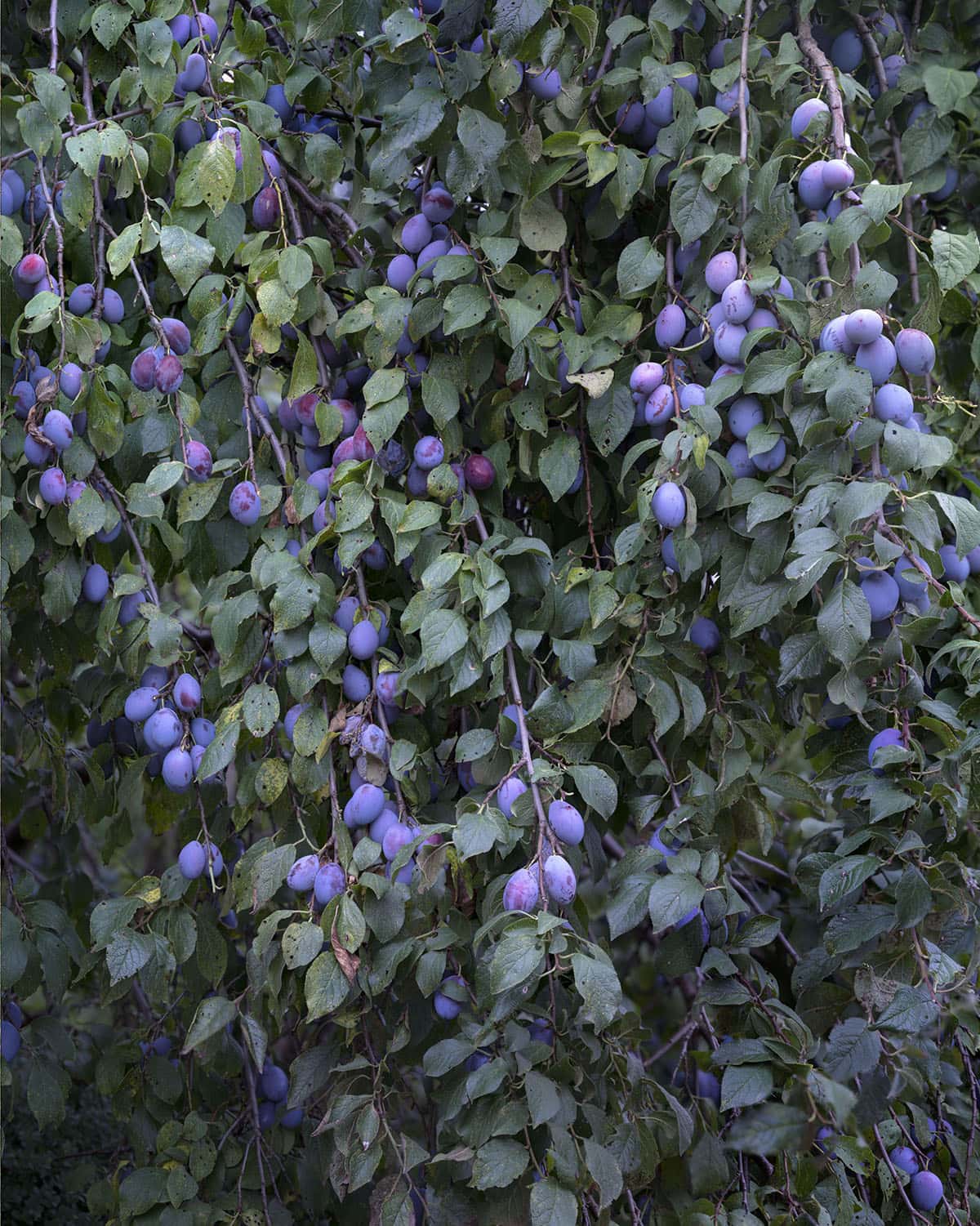 Olaf Otto Becker, 'Branches with Plums (right)