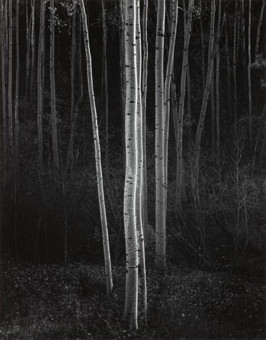 Ansel Adams, 'Aspens, Northern New Mexico, Vertical, 1958/1970s'