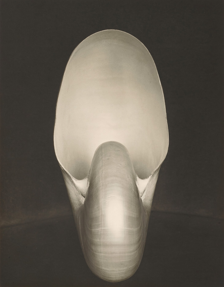 Edward Weston, 'Shell Nautilus, 1927'