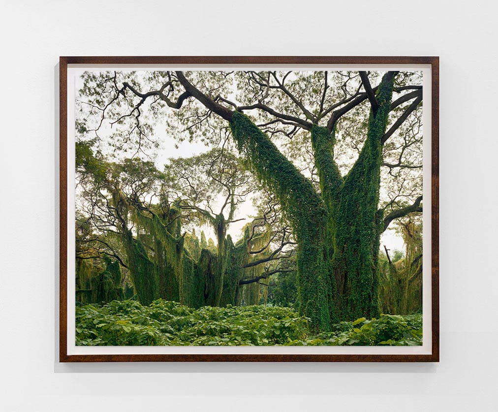 Andrew Moore, 'Bosque de la Habana'