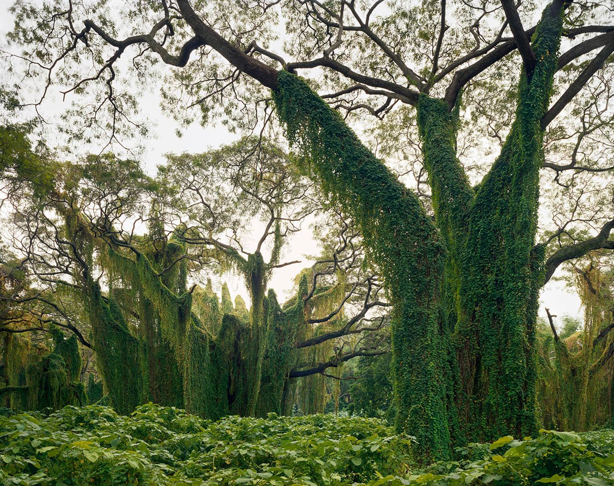 Andrew Moore, 'Bosque de la Habana'