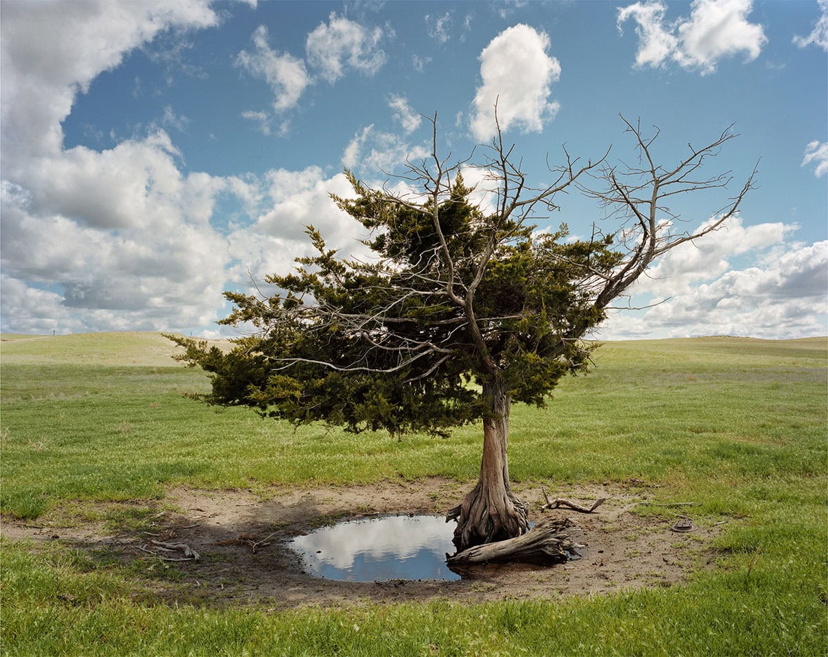 Andrew Moore, 'Hoesteader's Tree, Dirt Meridian'