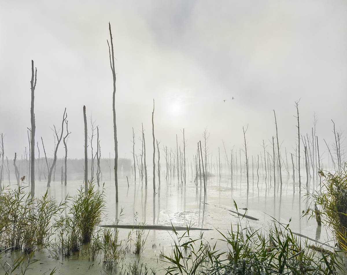 Andrew Moore, 'Low Country Fog 2015'